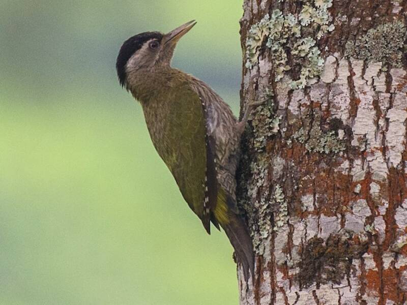 Streak-throated Woodpecker, Photos 2