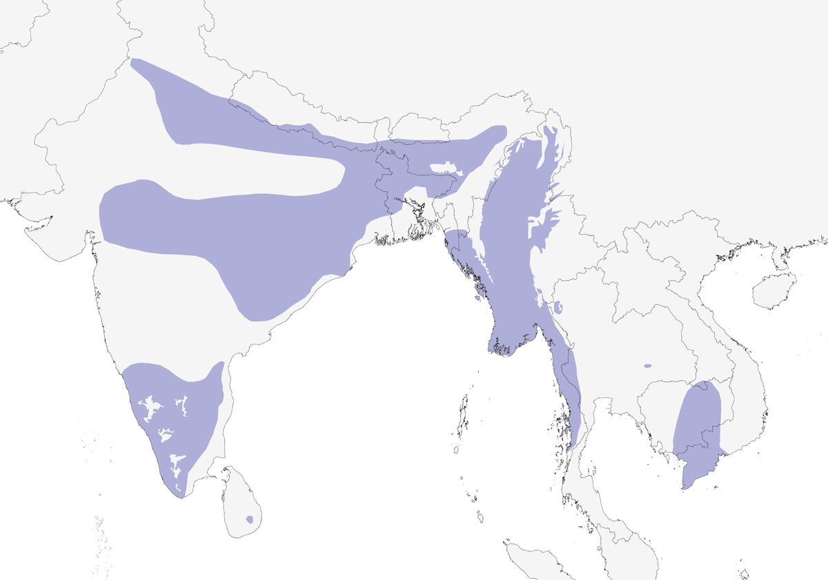 Streak-throated Woodpecker, Distribution 1