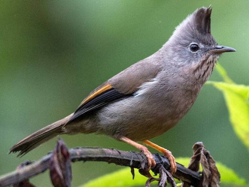 Streifenkehl-Yuhina, Fotos 2