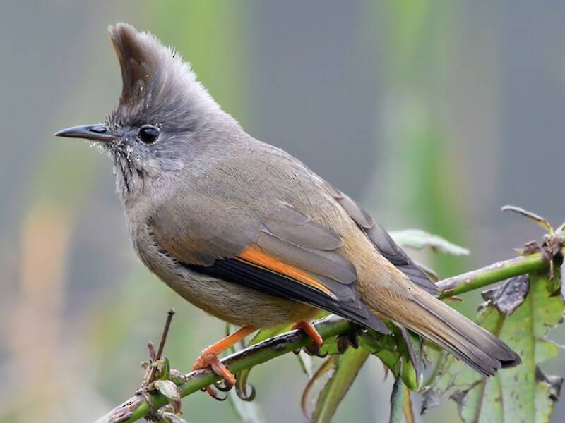 Streifenkehl-Yuhina, Fotos 3