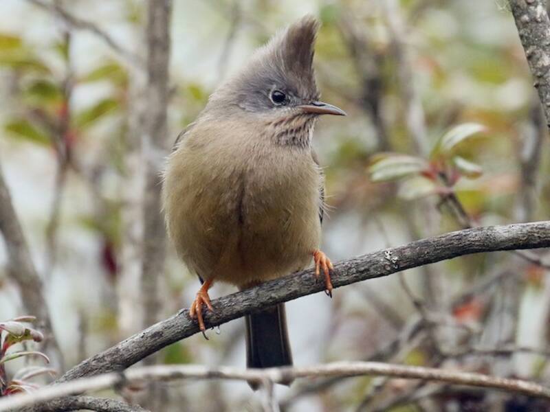 Streifenkehl-Yuhina, Fotos 4