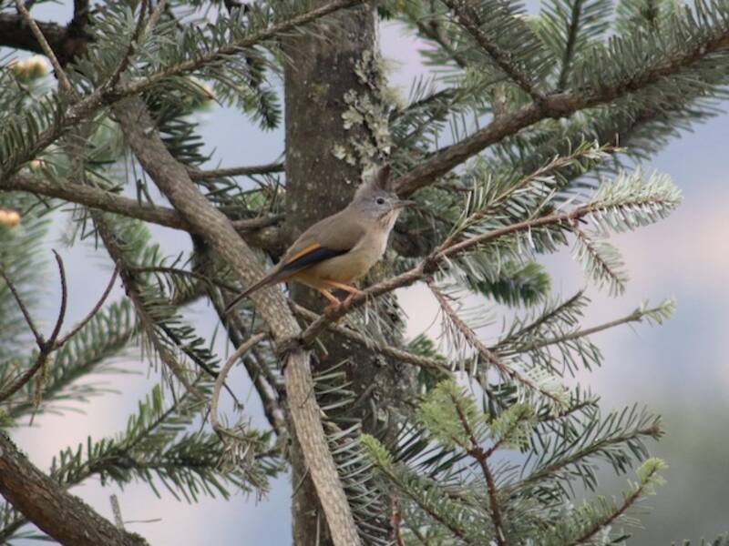 Streifenkehl-Yuhina