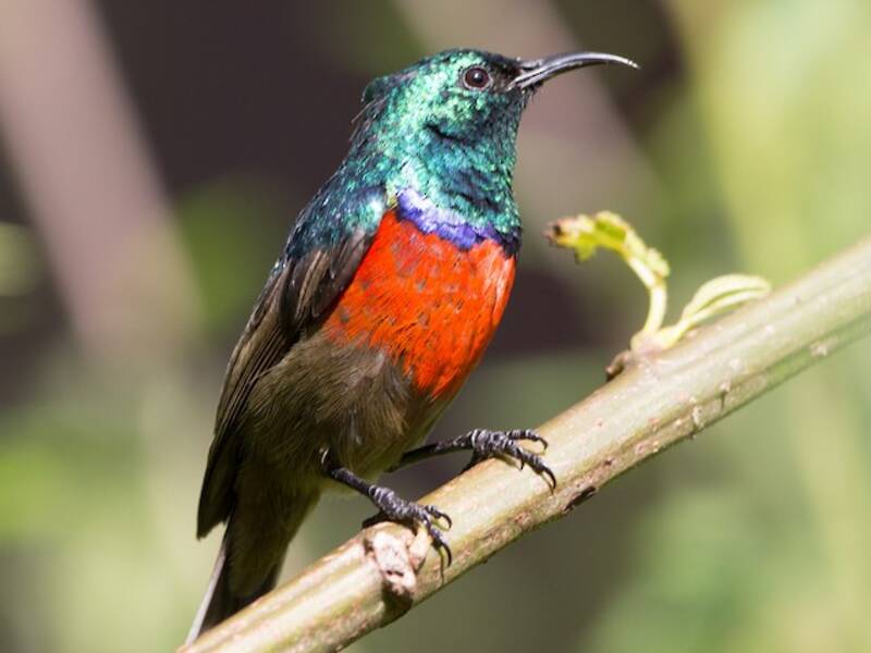 Stuhlmann's Sunbird, Photos 2