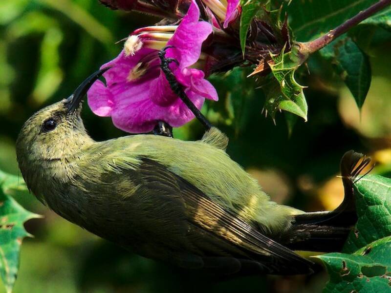 Stuhlmann's Sunbird, Photos 4