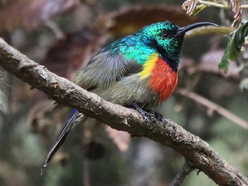 Stuhlmann's Sunbird, Photos 3