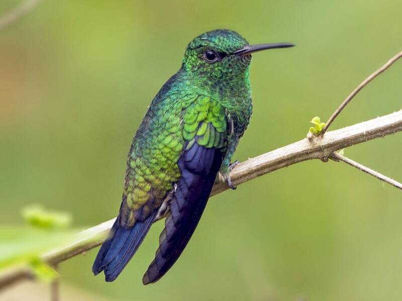Colibrí de Vientre Acerado, Fotos 3