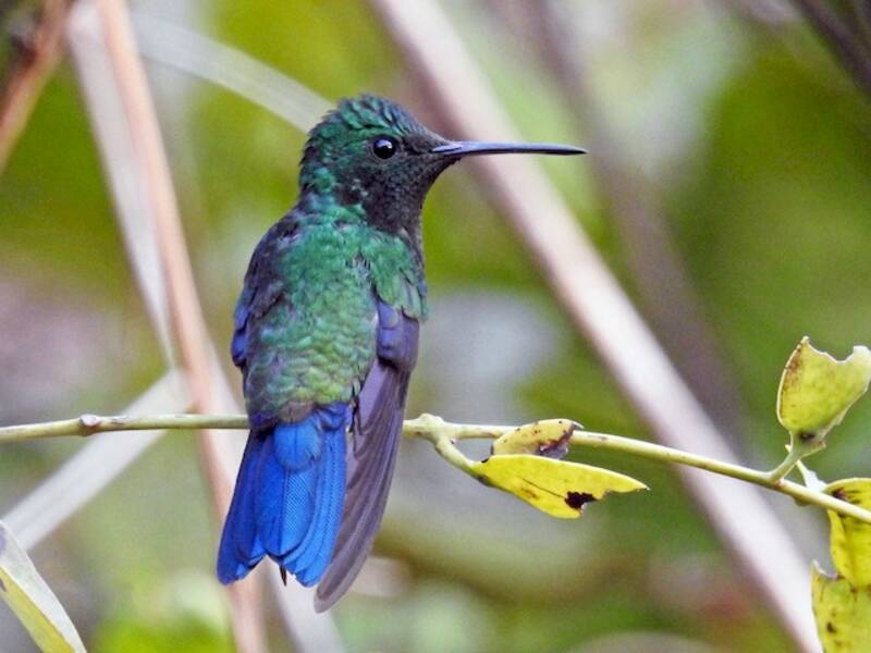 Steely-vented Hummingbird