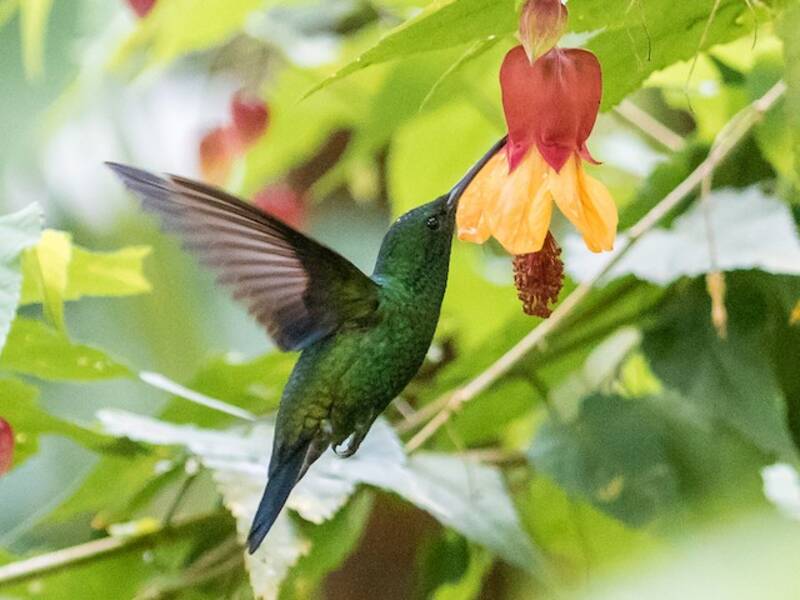 Colibrí de Vientre Acerado, Fotos 4