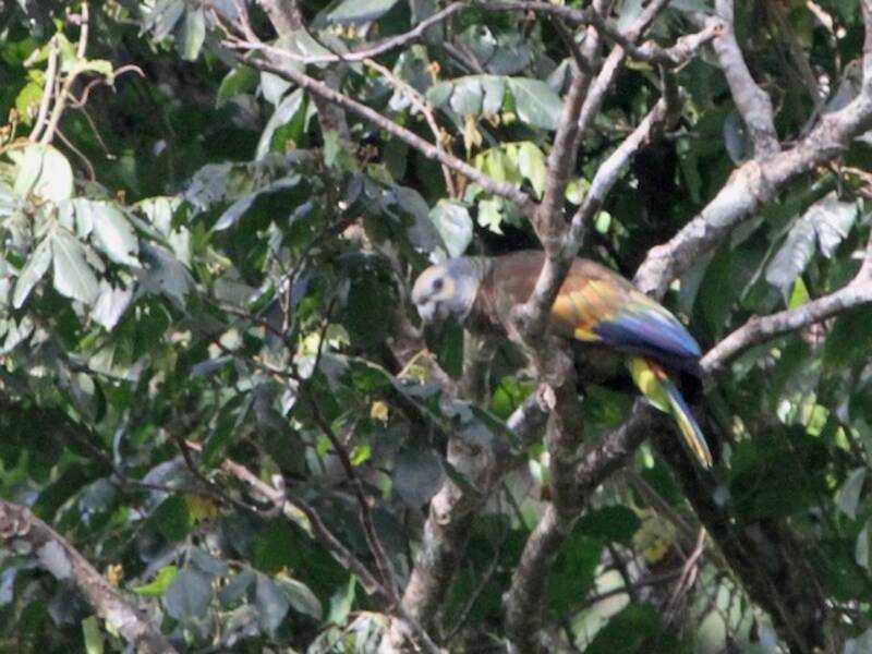 Amazona de San Vicente, Fotos 2