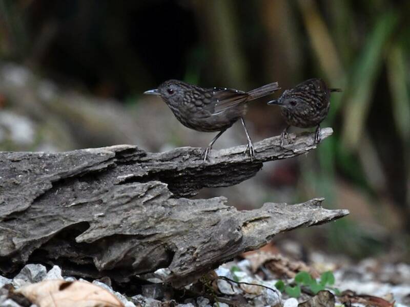 Streaked Wren-Babbler