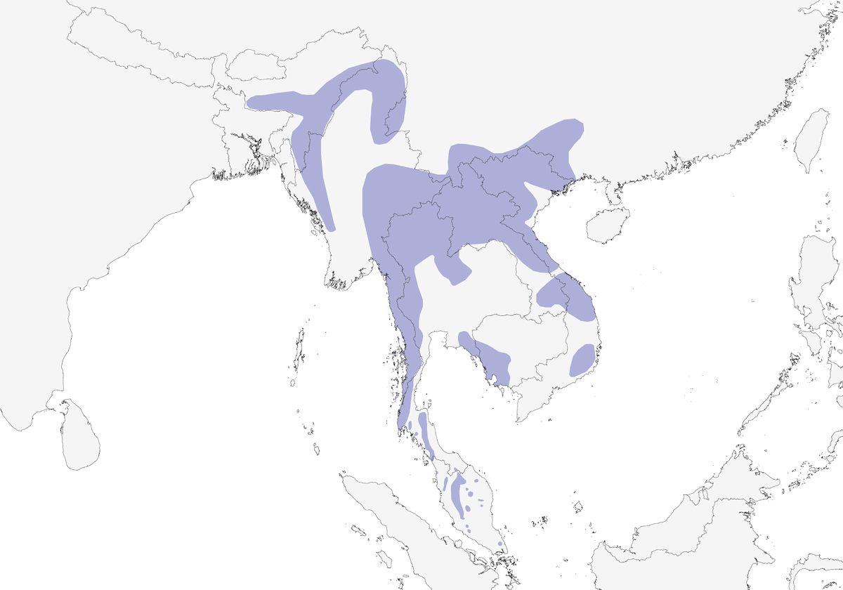 Timalí Hormiguero Estriado, Distribución 1