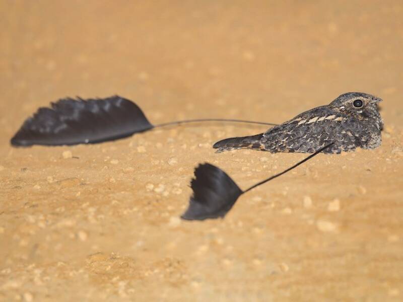 Chotacabras de Plumas Estándar, Fotos 2