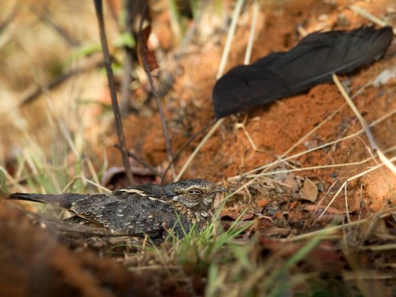 Chotacabras de Plumas Estándar