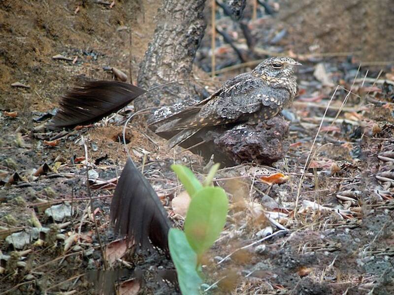 Chotacabras de Plumas Estándar, Fotos 3
