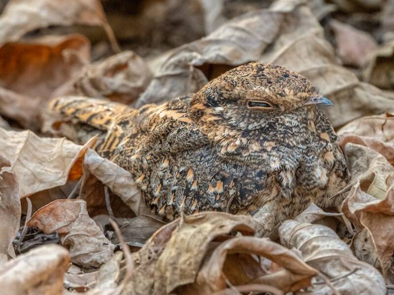 Chotacabras de Plumas Estándar, Fotos 4
