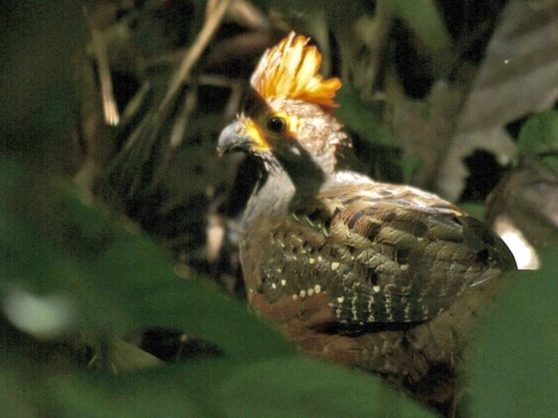 Codorniz silbadora estrellada