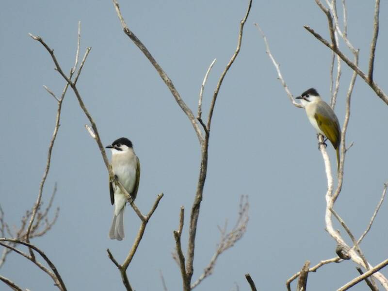 Bulbul de Styan