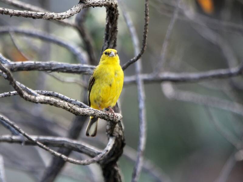 Stripe-tailed Yellow-Finch