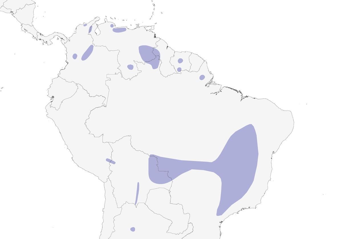 Jilguero colirrayado, Distribución 1