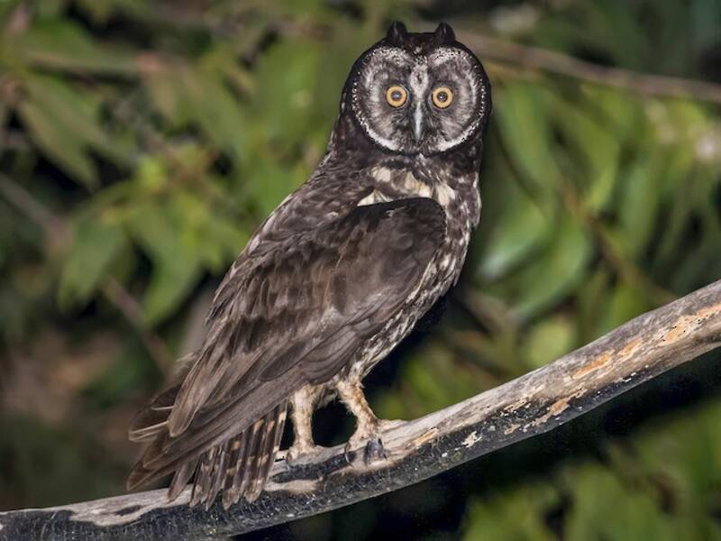 Hibou stryge