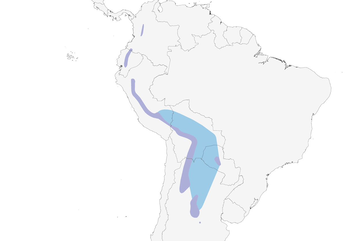 Doradito Subtropical, Distribución 1