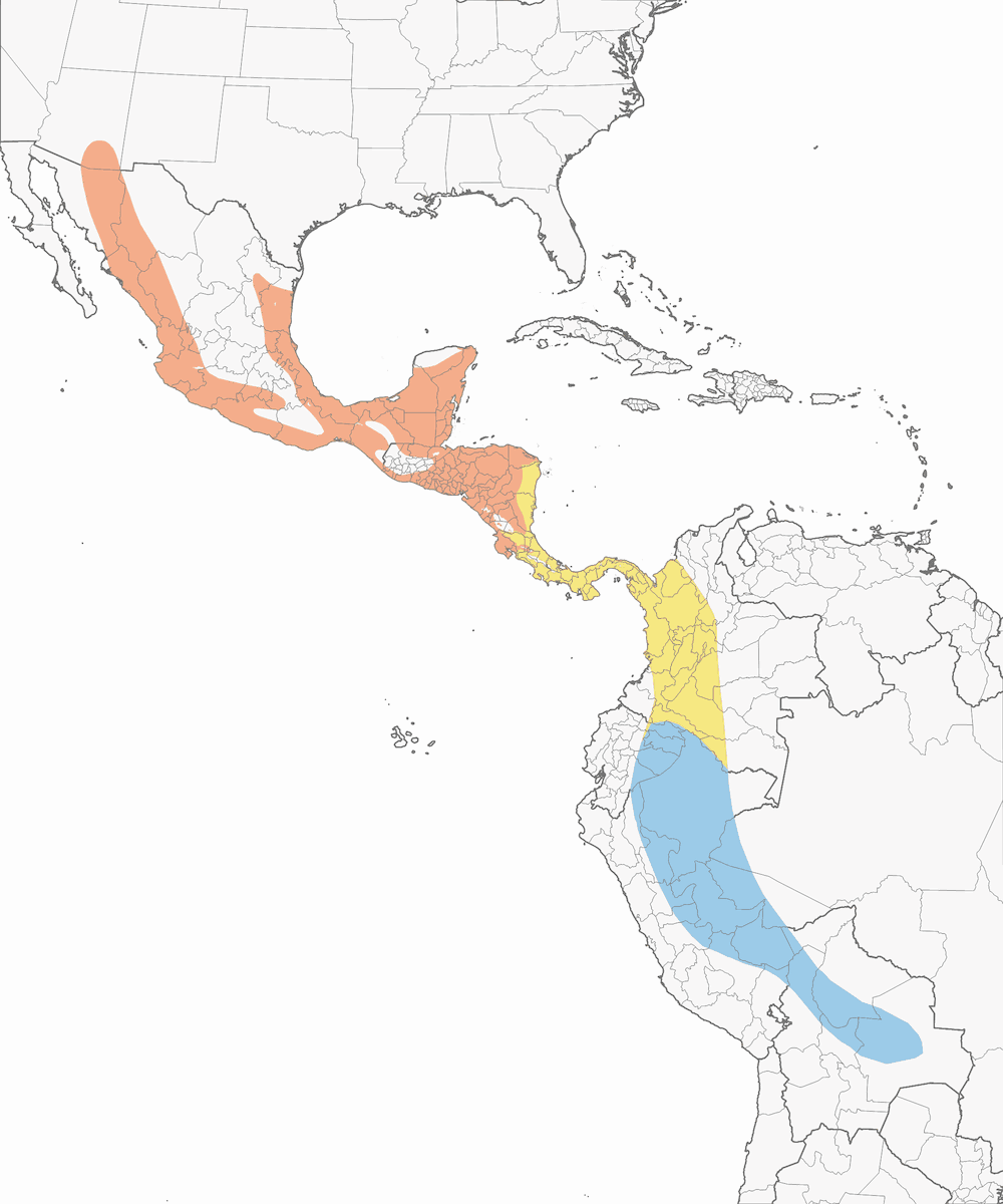 Pigliamosche dal ventre sulfureo, Distribuzione 1