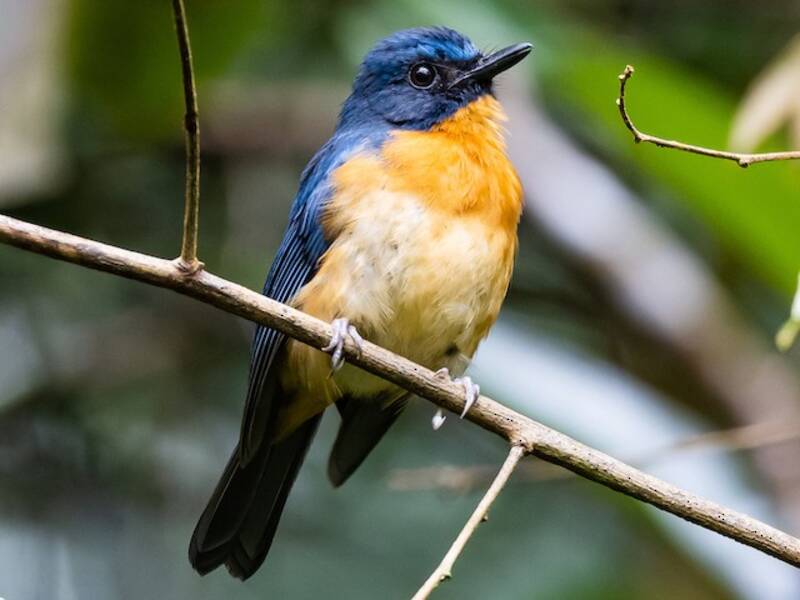 Sulawesi Blue Flycatcher