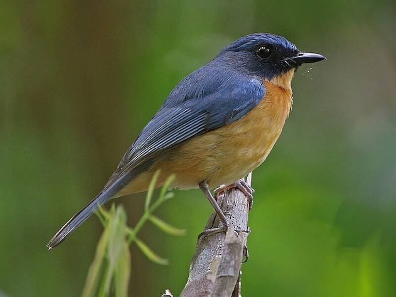 Sulawesi Blue Flycatcher, Photos 3