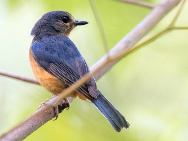 Sulawesi Blue Flycatcher, Photos 2
