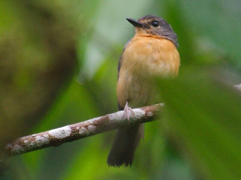 Sulawesi Blue Flycatcher, Photos 4