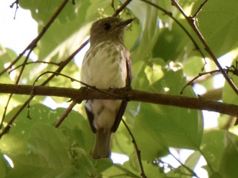 Sulawesi Brown Flycatcher, 照片 4