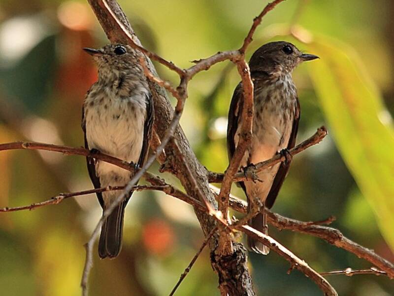 Sulawesi Brown Flycatcher, 照片 3