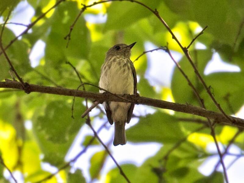 Sulawesi Brown Flycatcher, 照片 2