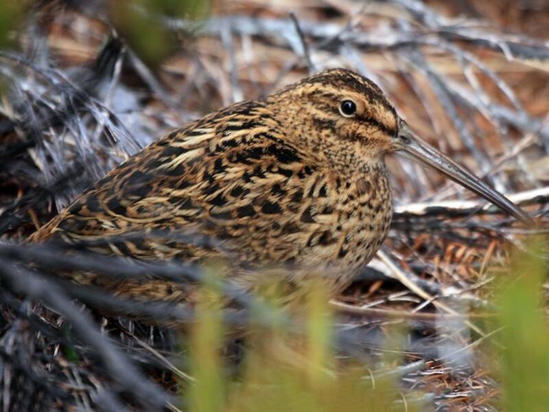 Subantarctic Snipe, Photos 3