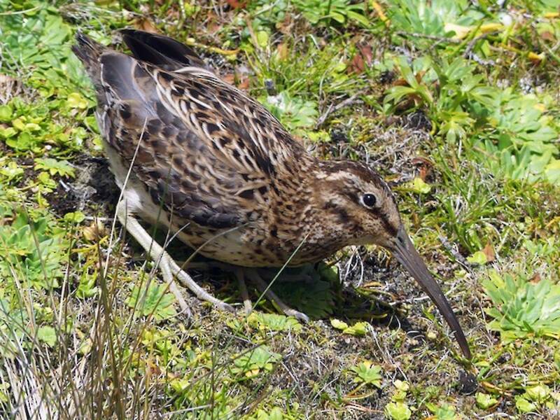 Subantarctic Snipe, Photos 2