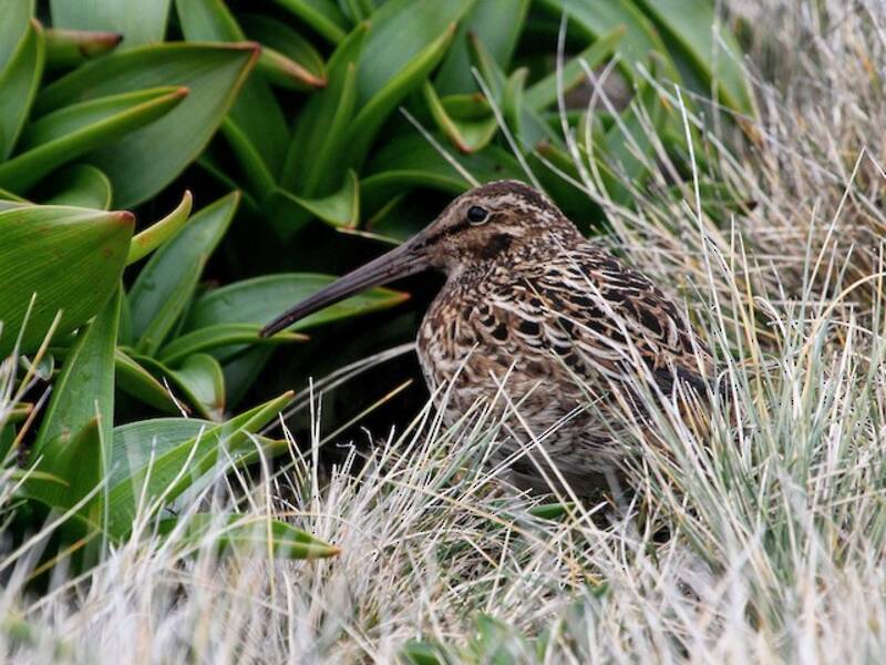 Subantarctic Snipe
