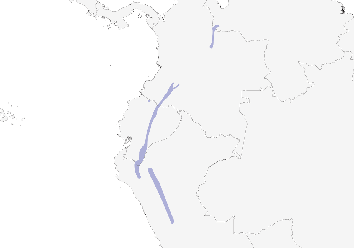 Tirannetto ventresolfo, Distribuzione 1