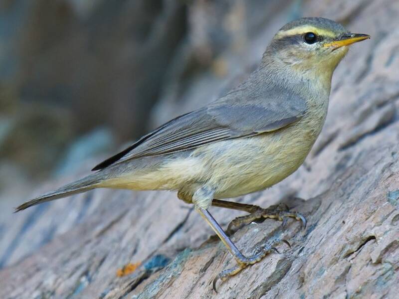 Mosquitero ventriazufre
