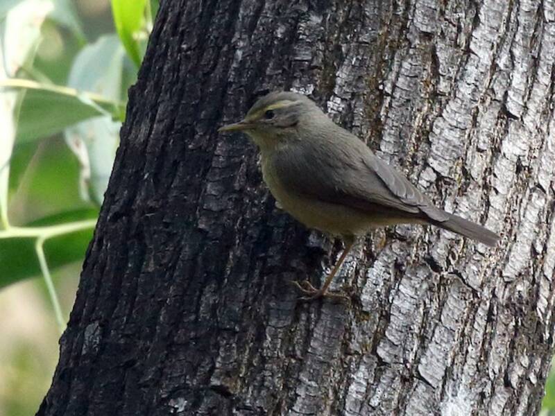 Sulphur-bellied Warbler, Photos 2