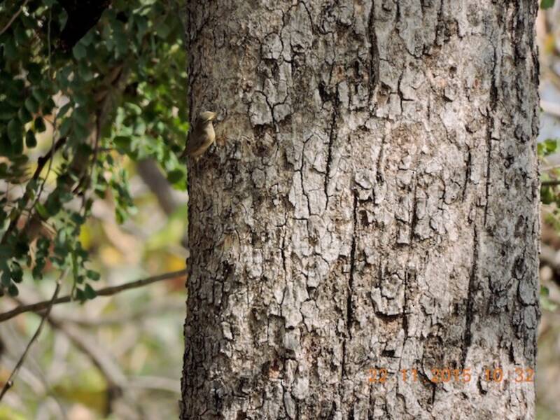 Sulphur-bellied Warbler, Photos 3