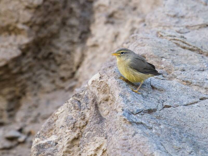 Sulphur-bellied Warbler, Photos 4