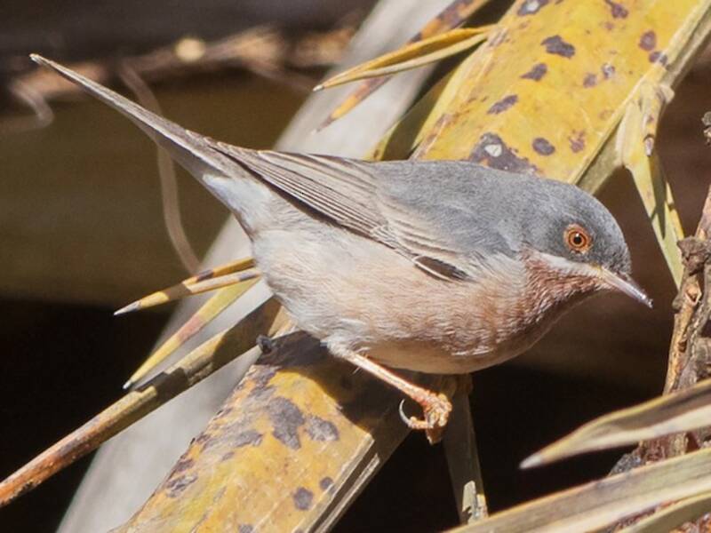 Mosquitero de Moltoni