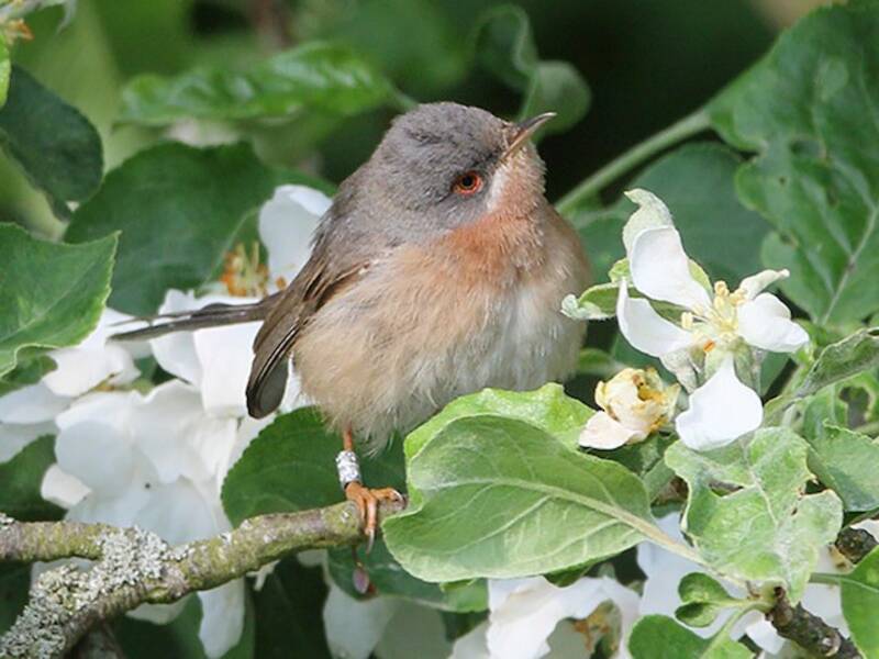 Mosquitero de Moltoni, Fotos 3