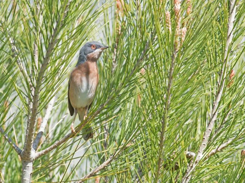 Mosquitero de Moltoni, Fotos 4