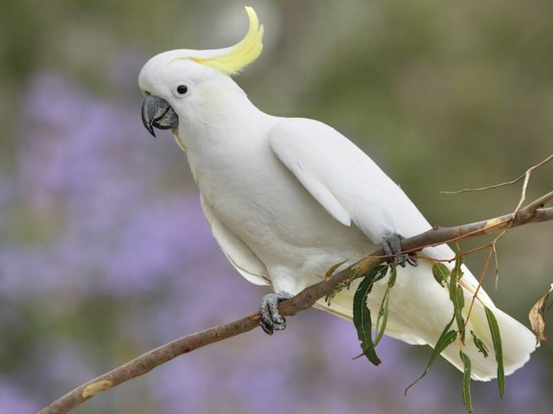 Cacatoès à huppe jaune, Photos 2