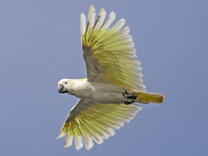 Cacatoès à huppe jaune, Photos 3