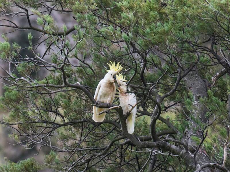 Cacatoès à huppe jaune, Photos 4