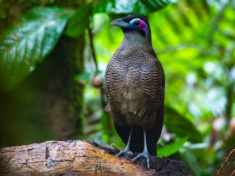 Sumatra-Erdkuckuck, Fotos 3