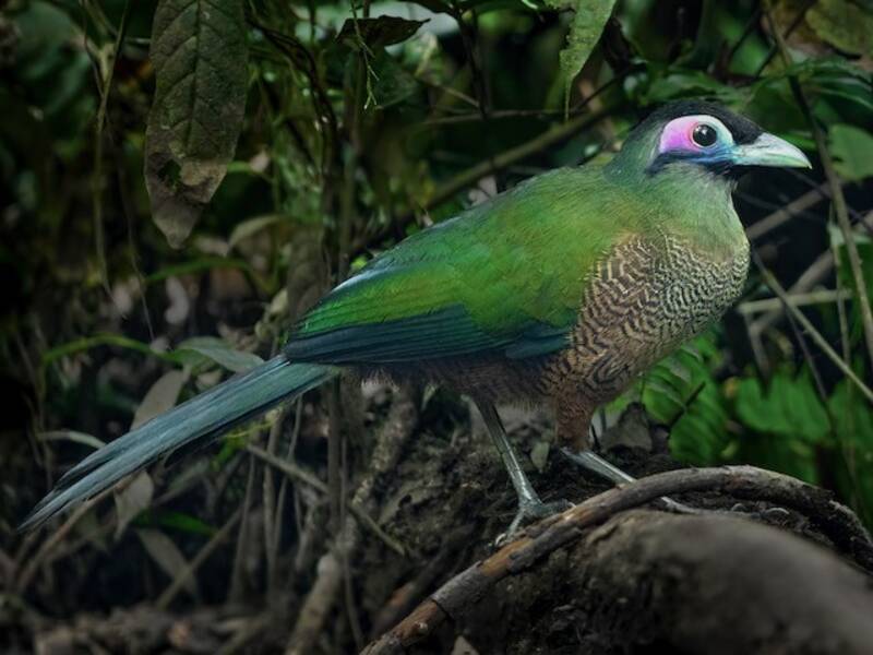 Sumatra-Erdkuckuck, Fotos 4