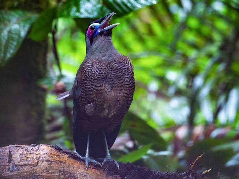 Sumatra-Erdkuckuck